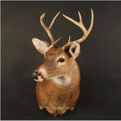 White Tail Deer Shoulder Mount