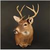 Image 1 : White Tail Deer Shoulder Mount
