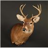Image 2 : White Tail Deer Shoulder Mount