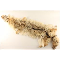 Coyote Pelt