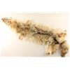 Image 1 : Coyote Pelt