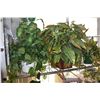 Image 1 : LOT OF ARTIFICAL PLANTS