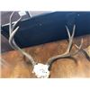 Image 1 : SET OF HORNS