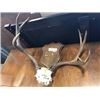 Image 2 : SET OF HORNS