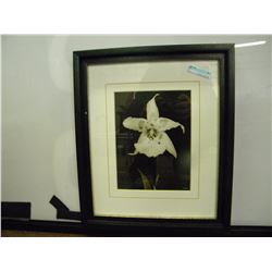 Artin Motion by Julie Greenwood