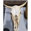 Image 1 : BULL SKULL