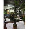 Image 1 : 6' Palm Tree