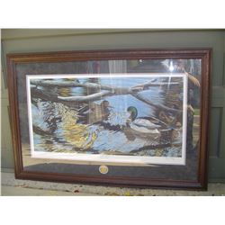 limited edition ducks unlimited print ,ducks by Darren Haley