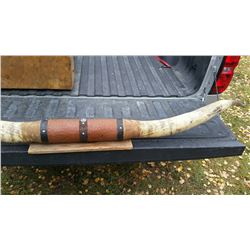 Huge Pair of Texas Longhorns 6'6" Long