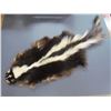 Image 1 : Skunk pelt