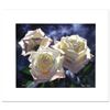 Image 1 : Yellow Roses