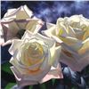 Image 2 : Yellow Roses