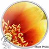 Image 2 : Canada 2013 25 Cents The Eastern Prickly Pear Cactus Coloured Coin