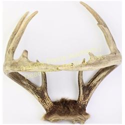 Seldom seen Whitetail "come together" or cross over antlers, unusual novelty, 14" across.  Est. 100-