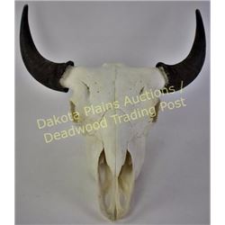 Large bleached buffalo skull with caps 24 1/2" tip to tip.  Est. 150-300