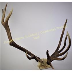 Non typical set of elkhorns, 6 X 7. Est. 150-300