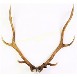 1936 dated Wyoming metal tag on elk horns.  Est. 150-250