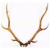 Image 1 : 1936 dated Wyoming metal tag on elk horns.  Est. 150-250