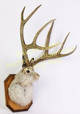 Trophy Mounted Jackalope On Board Est 75 150