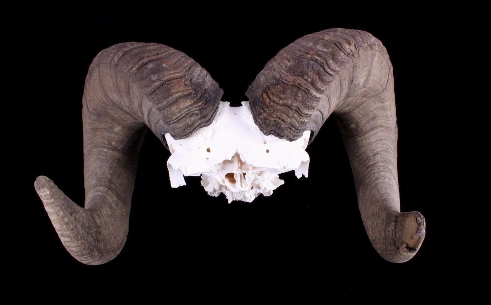 Trophy Rocky Mountain Bighorn Sheep Skull w/ Horns