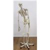 Image 2 : Skeleton Model on Stand