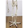 Image 4 : Skeleton Model on Stand