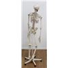 Image 5 : Skeleton Model on Stand