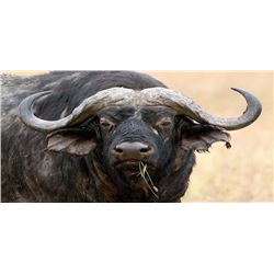 7 Day Cape Buffalo Hunt with Game Trackers Africa Safaris
