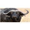 Image 1 : 7 Day Cape Buffalo Hunt with Game Trackers Africa Safaris