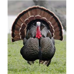 2018 Spring Rio Grande Turkey Hunt