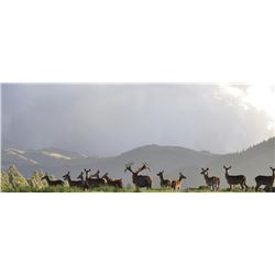 Cardrona Safaris