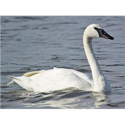 Visit the gorgeous Swan Lake, North Carolina, for a Tundra Swan hunt for 1 hunter. Wilson Stout will