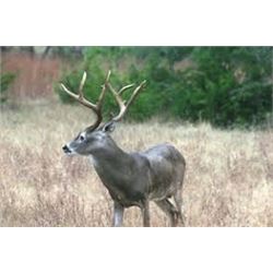One hunter will enjoy a 3 day hunt (Friday-Sunday morning) in beautiful Ozona, Texas, to include 1 w