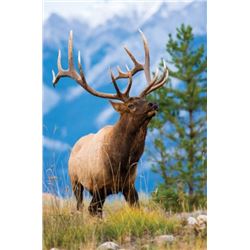 Rifle Rut Bull Elk Hunt