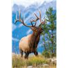 Image 1 : Rifle Rut Bull Elk Hunt