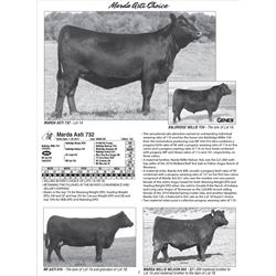 Marda Asti 732