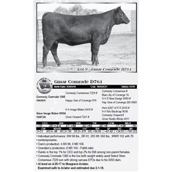 Lot 9 - Gmar Comrade D761