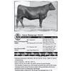 Image 1 : Lot 10 - Gmar Rampage D200