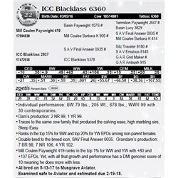 Lot 22 - ICC Blacklass 6360