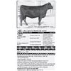 Image 1 : Lot 27 - ICC Queen Kimberly 6352