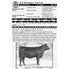 Image 1 : Lot 31 - ICC RI Ginger 306-748