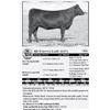 Image 1 : Lot 35 - SD Forever Lady 6073