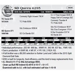 Lot 36 - SD Queen 6295