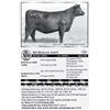 Image 1 : Lot 41 - SD Heiress 6265