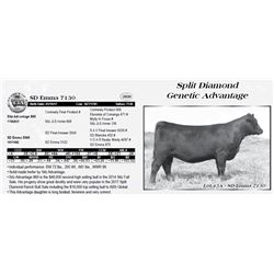 Lot 43A - SD Emma 7130