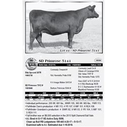 Lot 44 - SD Primrose 5141