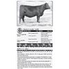 Image 1 : Lot 47 - Circle L Lady 100E