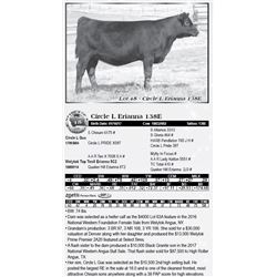 Lot 48 - Circle L Erianna 138E