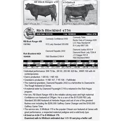 Lot 56 - Rich Blackbird 4756