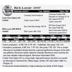 Lot 57 - Rich Lassie 3997